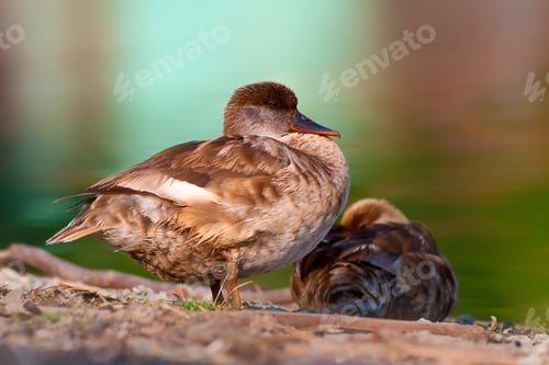 Preview: Duck Family. Nature Background. Red Crested Pochard Netta Rufina.