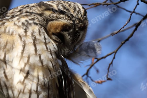 Preview: Long-Eared Owl (Asio Otus) Sitting In Tree, Germany