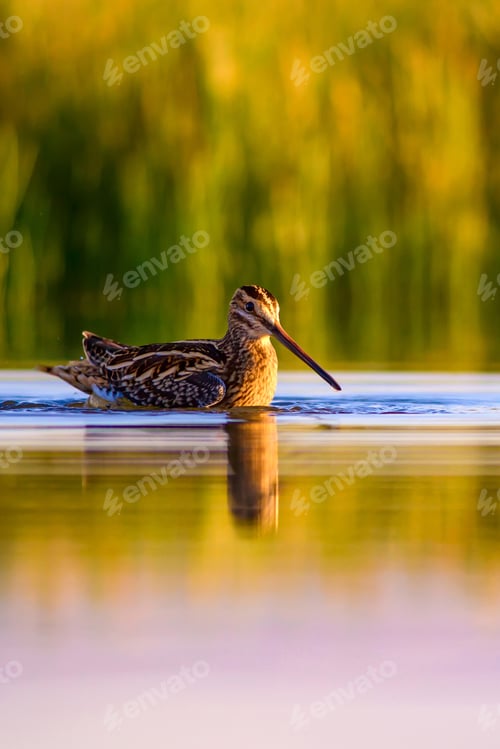 Preview: Nature And Bird. Green Yellow Nature Background. Bird: Common Snipe. Gallinago Gallinago.