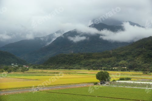 Preview: Taiwan Countryside Landscape. Rice Fields Of Yuli Township.