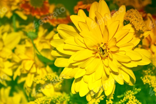 Preview: Bouquet Of Autumn Flowers Dahlias And Marigolds.