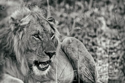 Preview: Vintage Style Black And White Image Of A Male African Lion In The Maasai Mara National Park, Kenya