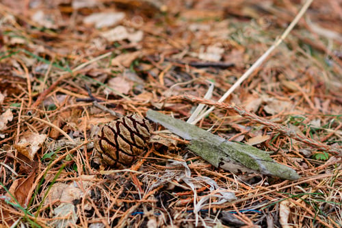 Preview: Sequoia Sempervirens (Coast Redwood) Cone On The Ground, Armenia
