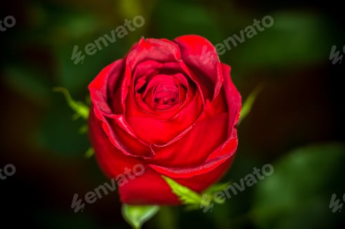 Preview: Beautiful Red Rose Flower. Nature. Close Up, Selective Focus