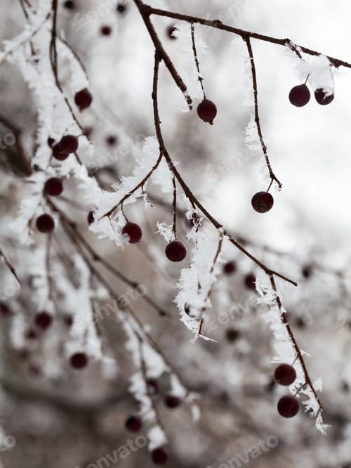 Preview: Branches With Berries Full Of Hoarfrost On Natural Background