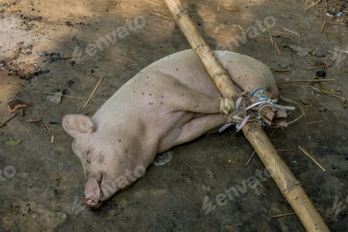 Preview: Pig In A Market In India