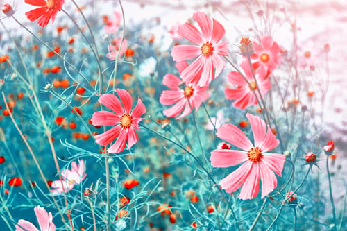 Preview: Colorful Cosmos Flowers On A Background Of Summer Landscape.