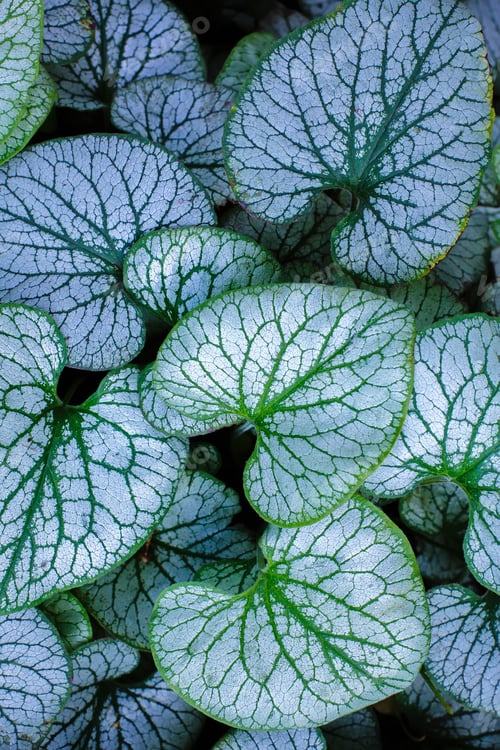 Preview: Background Of Green Leaves