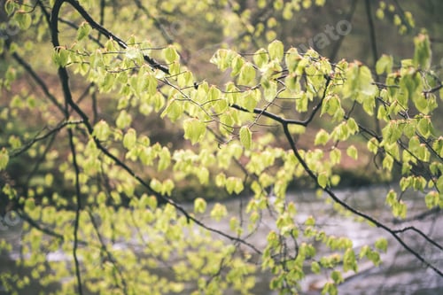 Preview: Green Leaves On A Bed Of Green Bush With Flowers And Tree Branches - Vintage Film Effect