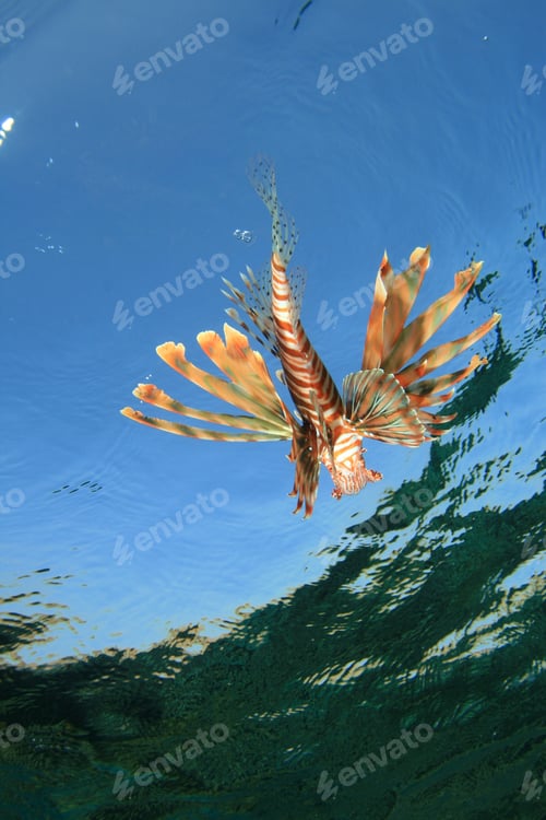 Preview: Lionfish Viewed From Below