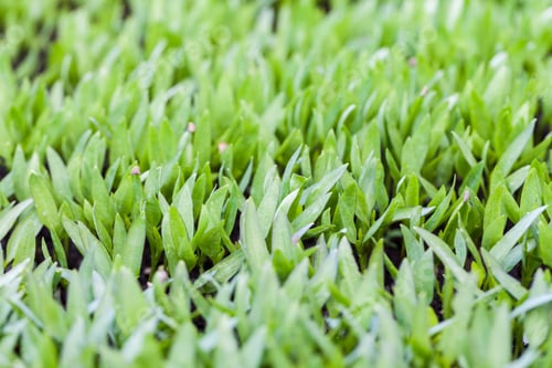 Preview: Texture And Background From Green Grass