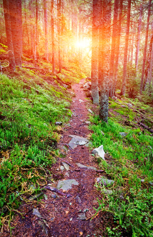 Preview: Patway In Deep Forest In Mountains