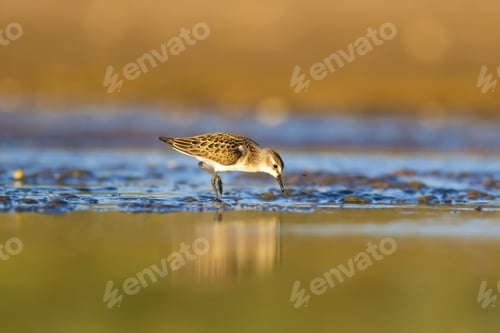Preview: Cute Little Shore Bird. Yellow Blue Nature Background. Bird: Little Stint.