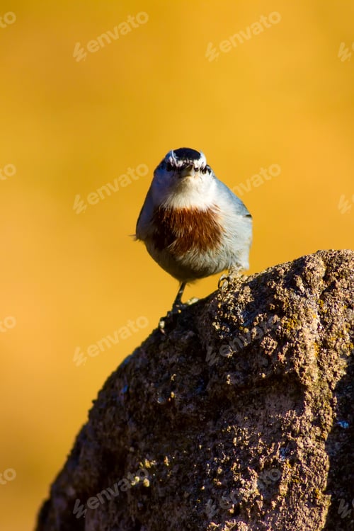 Preview: Cute Little Bird. Natural Background. Krüpers Nuthatch
