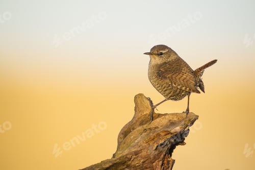 Vista previa: Lindo pajarito. Antecedentes de la naturaleza. Uno de los pájaros más pequeños. Peso: 8-13 g Pájaro: Reyezuelo euroasiático