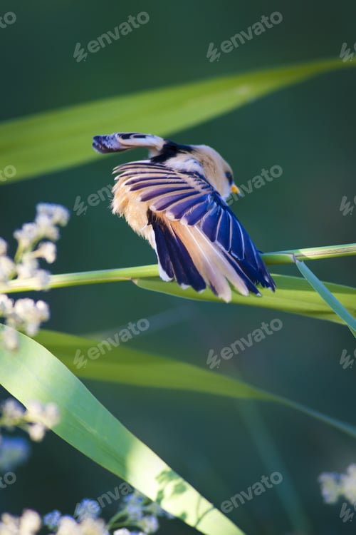 Preview: Cute Bird. Green Nature Background. Bearded Reedling / Panurus Biarmicus