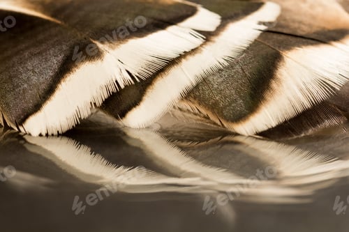 Preview: Colorful Rooster Feather With Details And Reflexions