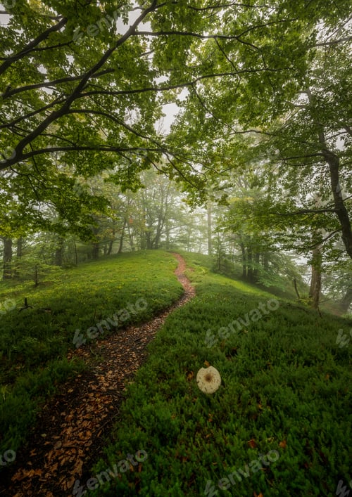 Preview: Lush Green Forest On A Foggy Day