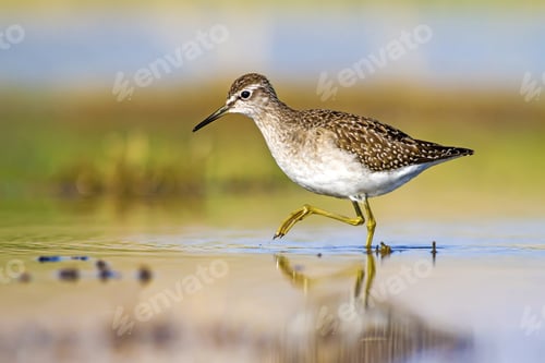Preview: Water And Bird. Sandpiper. Colorful Nature Background. Bird: Wood Sandpiper. Tringa Glareola.