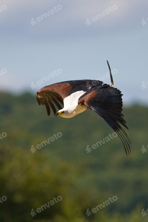 Preview: African Fish Eagle (Haliaeetus Vocifer)