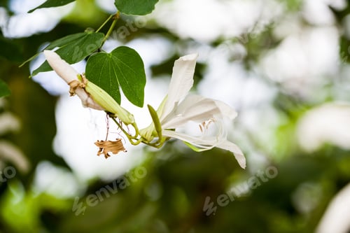 Preview: Bauhinia Grandiflora A. Juss In Botanical Garden In Balchik, Bulgaria