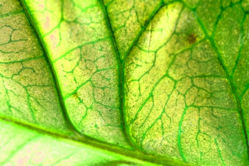 Preview: Codiaeum Leaves With Beautiful Vein And Details