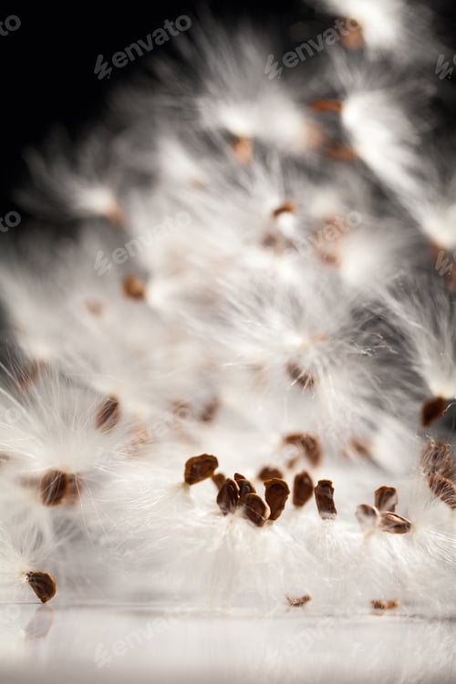 Preview: Abstract Composition With Dried Plants Seeds. Looks Like Dandelion Seeds