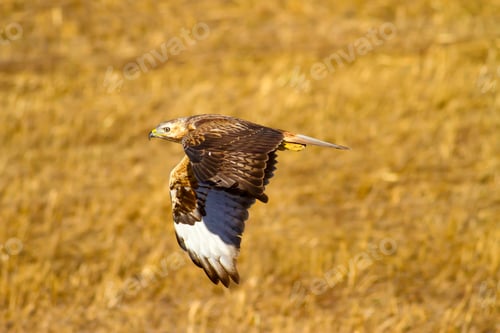 Preview: Bird Of Prey. Natural Background.