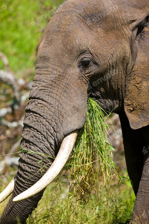 Preview: African Elephant In The Tarangire National Park, Tanzania