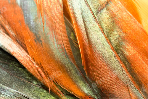 Preview: Colorful Rooster Feather With Details And Reflexions