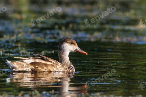 Preview: Swimming Duck. Green Natural Habitat Background. Bird: Red Crested Pochard.