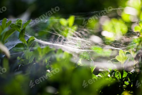 Preview: Buxus Sempervirens Bush - Macro Details With Spiderweb And Soft Focus