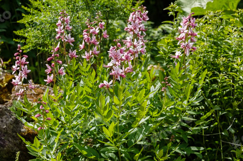 Preview: Dictamnus Albus - Bush Of Moses, The Burning Bush In Garden