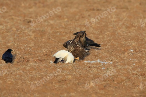 Preview: Young Bald Eagle Eats Snow Goose Bosque Del Apache National Wildlife Refuge New Mexico