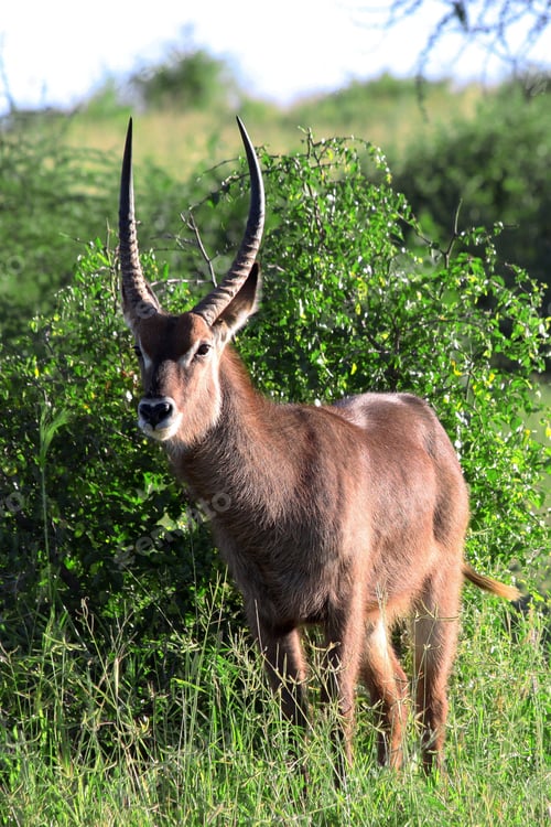 Preview: Male Waterbuck (Kobus Ellipsiprymnus) Antelope, Tarangire National Park, Tanzania