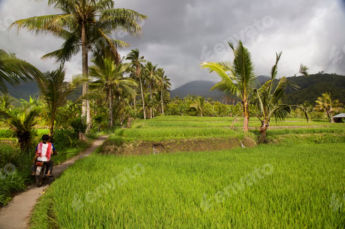 Preview: Farmers On Scooter Diving Along The Paddy Fields Or Sawa Landscape With Growing Rice Plants