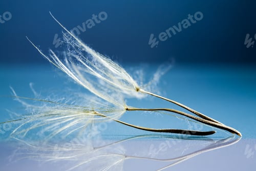 Preview: Dandelion Seeds With Details And Reflexion