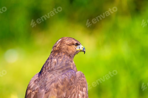 Preview: Bird Of Prey. Portrait Of Buzzard. Green Nature Background.