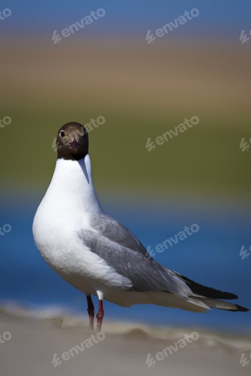 Preview: Gull And Nature Background Black Headed Gull Chroicocephalus Ridibundus