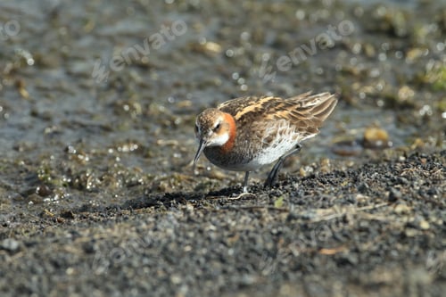 Preview: Red-Necked Phalarope (Phalaropus Lobatus) Iceland