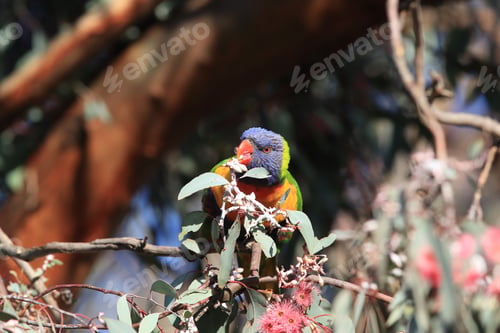 Preview: Rainbow Lorikeet,(Trichoglossus Moluccanus), Queensland, Australia