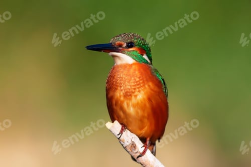 Preview: Cute Colorful Bird. Kingfisher. Nature Background. Bird: Common Kingfisher. Alcedo Atthis.