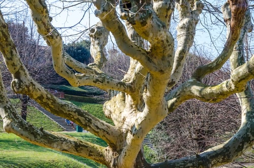 Preview: Large Tree In The Gardens Of Boboli In Florence