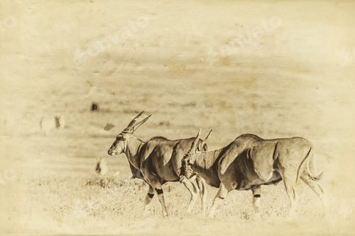 Preview: Vintage Style Image Of Huge Eland Antelopes In The Ngorongoro Crater, Tanzania, East-Africa