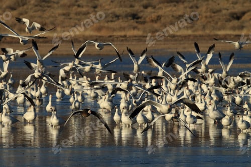Preview: Snow Geese Bosque Del Apache, New Mexico Usa