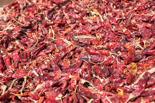 Preview: Red Paprika Growing At Bethlehem Of Galilee, Israel