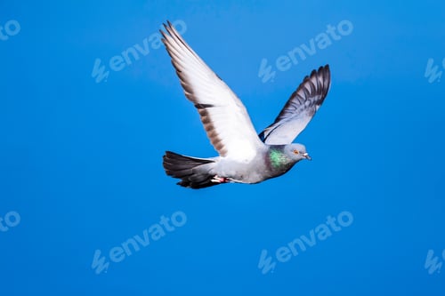 Preview: Flying Dove. Blue Sky Background. Bird: Rock Dove. Columba Livia.