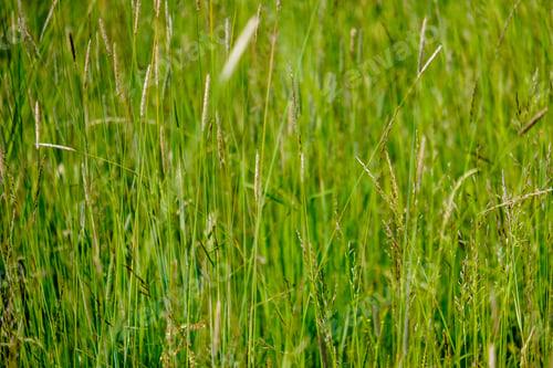 Preview: Sunny Meadow With Different Flowers In Summer Day With Clear Weather
