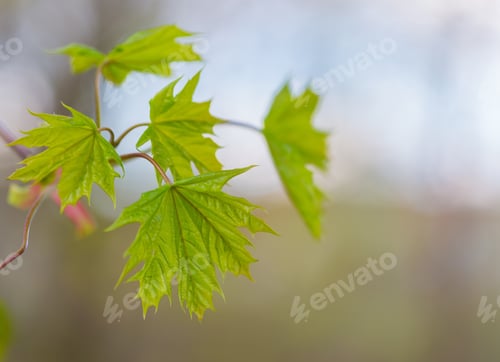 Preview: Green Leaf Of Maple On Green Blured Background. Springtime Leaf.