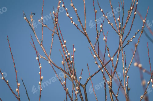 Preview: First Tree Blossoms In Spring. Natural Environmental Detail View In Latvia - Vintage Film Look